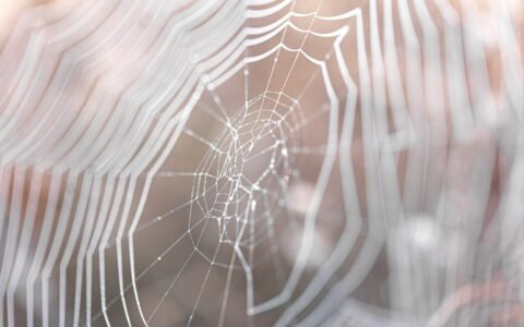 Prefeitura orienta moradores sobre prevenção contra aranhas durante o inverno em São José dos Pinhais