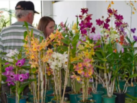 São José dos Pinhais recebe 17ª Exposição de Orquídeas, Cactos e Suculentas entre os dias 24 e 26 de julho