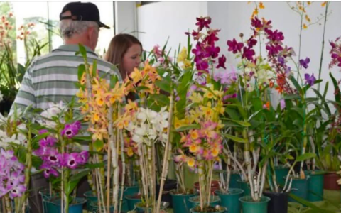 São José dos Pinhais recebe 17ª Exposição de Orquídeas, Cactos e Suculentas entre os dias 24 e 26 de julho