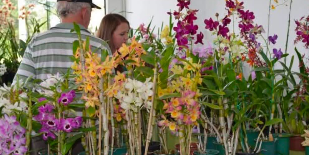 São José dos Pinhais recebe 17ª Exposição de Orquídeas, Cactos e Suculentas entre os dias 24 e 26 de julho
