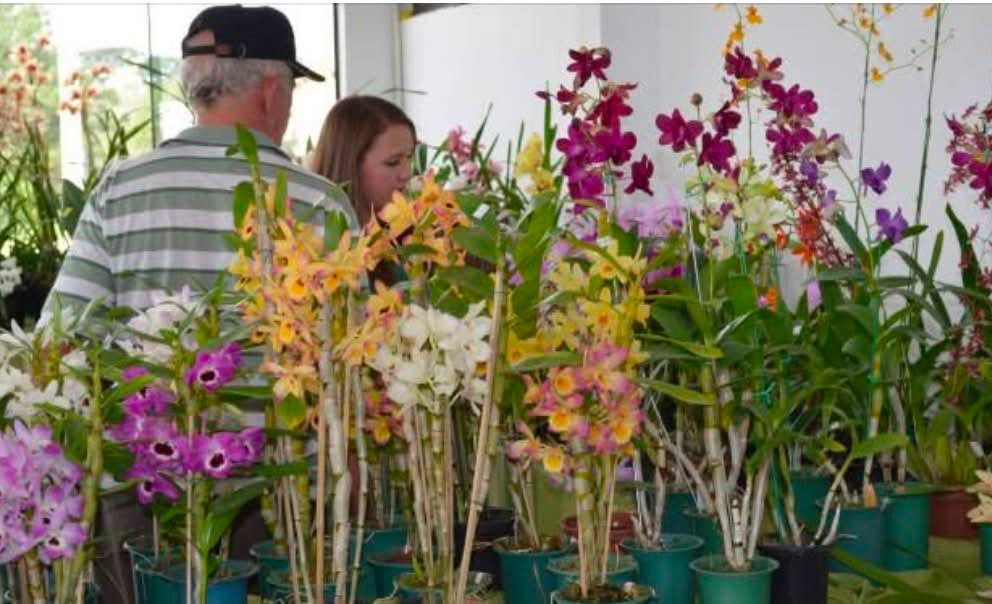 São José dos Pinhais recebe 17ª Exposição de Orquídeas, Cactos e Suculentas entre os dias 24 e 26 de julho