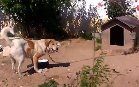 Nova lei proíbe uso de correntes para prender animais em São José dos Pinhais