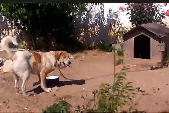 Nova lei proíbe uso de correntes para prender animais em São José dos Pinhais