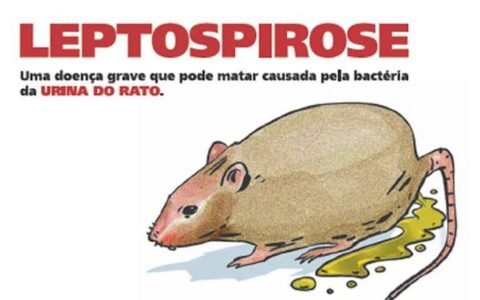 CHUVAS AUMENTAM O RISCO DE LEPTOSPIROSE EM SÃO JOSÉ DOS PINHAIS