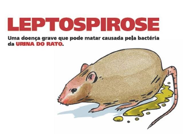 CHUVAS AUMENTAM O RISCO DE LEPTOSPIROSE EM SÃO JOSÉ DOS PINHAIS