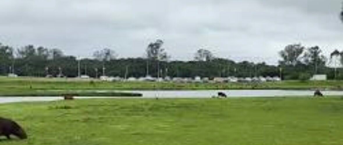 Aumento nos atropelamentos de capivaras mobiliza São José dos Pinhais e IAT em busca de soluções