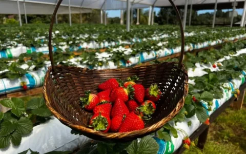 Destino em São José dos Pinhais reúne colheita de morangos, natureza e diversão em família