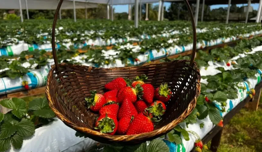 Destino em São José dos Pinhais reúne colheita de morangos, natureza e diversão em família