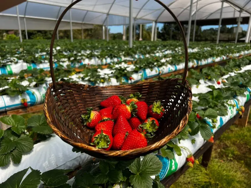 Destino em São José dos Pinhais reúne colheita de morangos, natureza e diversão em família